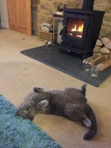 Boo the cat loving the new stove